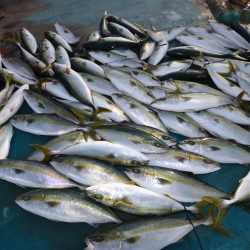 アジアマリンサービス 釣果