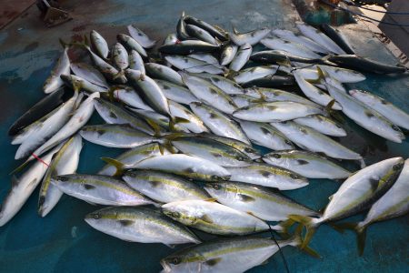 アジアマリンサービス 釣果