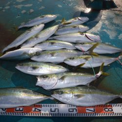 アジアマリンサービス 釣果