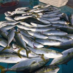 アジアマリンサービス 釣果