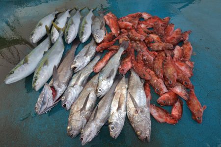 アジアマリンサービス 釣果