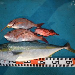 アジアマリンサービス 釣果