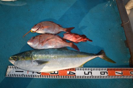 アジアマリンサービス 釣果