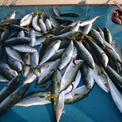 アジアマリンサービス 釣果