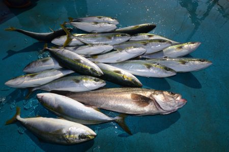 アジアマリンサービス 釣果