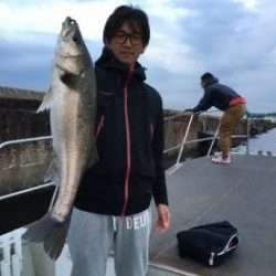 シーマジカル 釣果