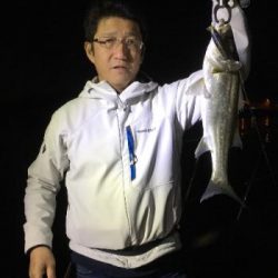 シーマジカル 釣果