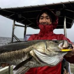 シーマジカル 釣果