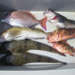 磯部釣船 直栄丸 釣果