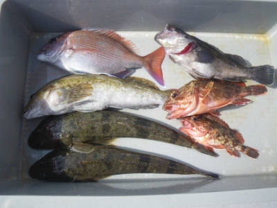 磯部釣船 直栄丸 釣果