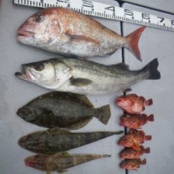 磯部釣船 直栄丸 釣果