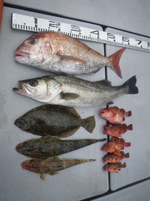 磯部釣船 直栄丸 釣果