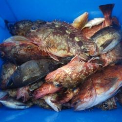 磯部釣船 直栄丸 釣果