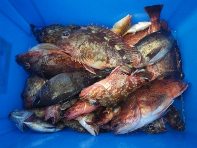 磯部釣船 直栄丸 釣果