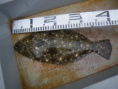 磯部釣船 直栄丸 釣果