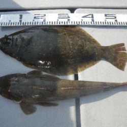 磯部釣船 直栄丸 釣果