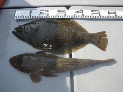 磯部釣船 直栄丸 釣果