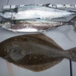 磯部釣船 直栄丸 釣果