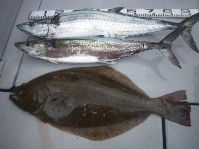 磯部釣船 直栄丸 釣果