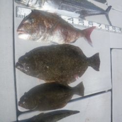 磯部釣船 直栄丸 釣果