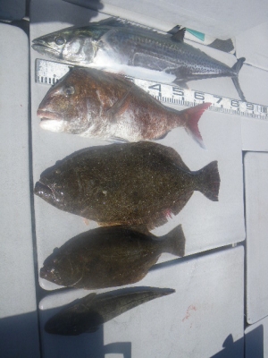 磯部釣船 直栄丸 釣果