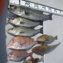 磯部釣船 直栄丸 釣果