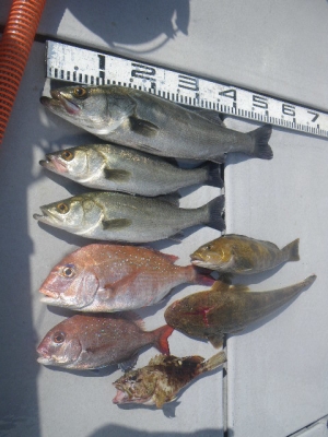 磯部釣船 直栄丸 釣果