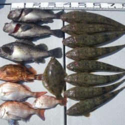 磯部釣船 直栄丸 釣果