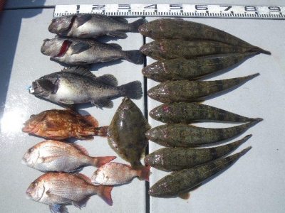 磯部釣船 直栄丸 釣果