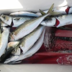 磯部釣船 直栄丸 釣果