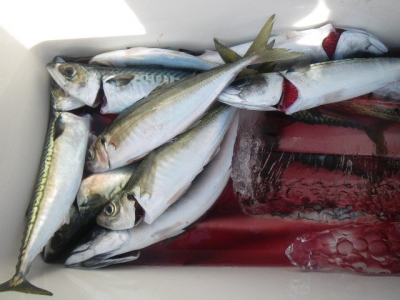 磯部釣船 直栄丸 釣果