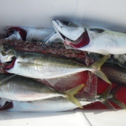 磯部釣船 直栄丸 釣果