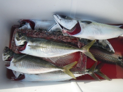 磯部釣船 直栄丸 釣果