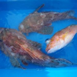 磯部釣船 直栄丸 釣果