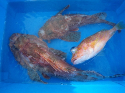 磯部釣船 直栄丸 釣果