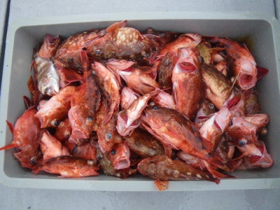 磯部釣船 直栄丸 釣果