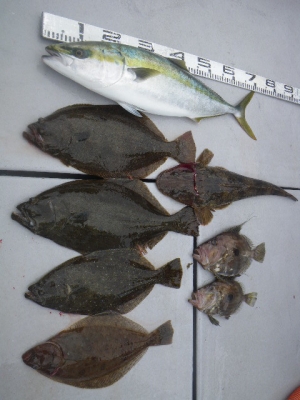 磯部釣船 直栄丸 釣果