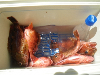 磯部釣船 直栄丸 釣果