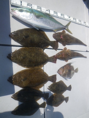 磯部釣船 直栄丸 釣果