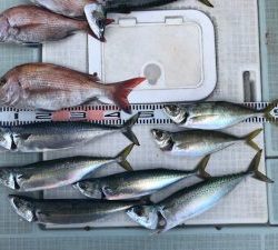 さぶろう丸 釣果