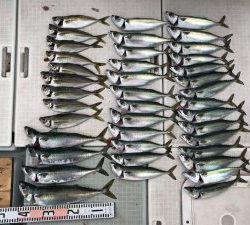 さぶろう丸 釣果