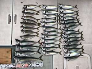 さぶろう丸 釣果