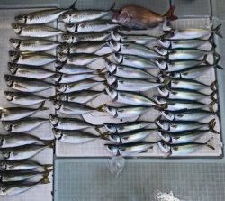 さぶろう丸 釣果