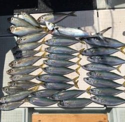 さぶろう丸 釣果