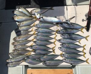 さぶろう丸 釣果