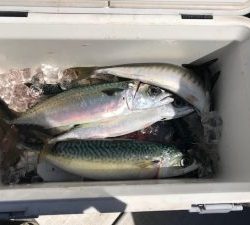 さぶろう丸 釣果