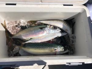 さぶろう丸 釣果