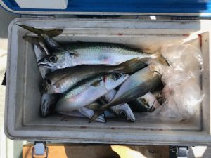 さぶろう丸 釣果