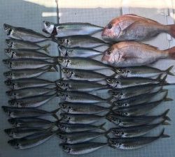 さぶろう丸 釣果