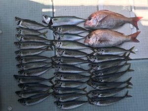 さぶろう丸 釣果